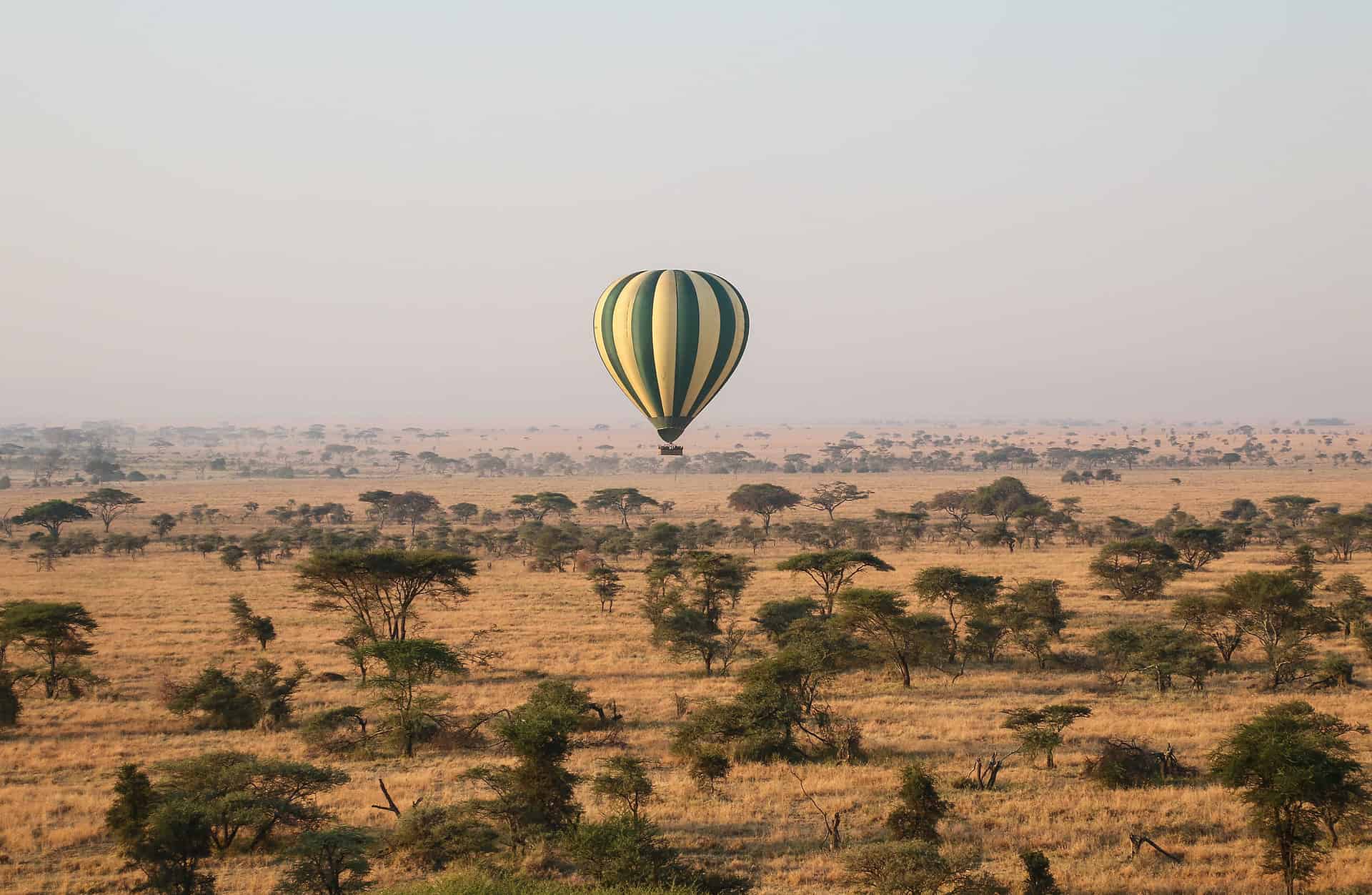 Serengeti Balloon Safari skimming the Acacia trees.